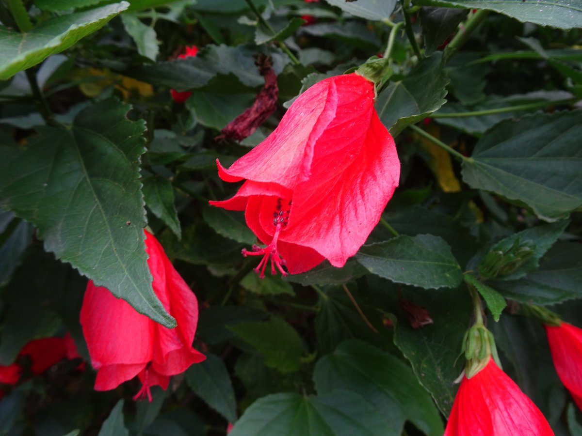 ferchinchin's tweet image. ❝The most important thing in COMMUNICATION is to LISTEN to what is NOT SAID❞.
⭐  Peter Drucker

 🌿  𝑀𝑎𝑙𝑣𝑎𝑣𝑖𝑠𝑐𝑢𝑠 𝑎𝑟𝑏𝑜𝑟𝑒𝑢𝑠 Cav. ➤ 𝙼𝙰𝙻𝚅𝙰𝙲𝙴𝙰𝙴.
#Malvaviscus #PeterDrucker