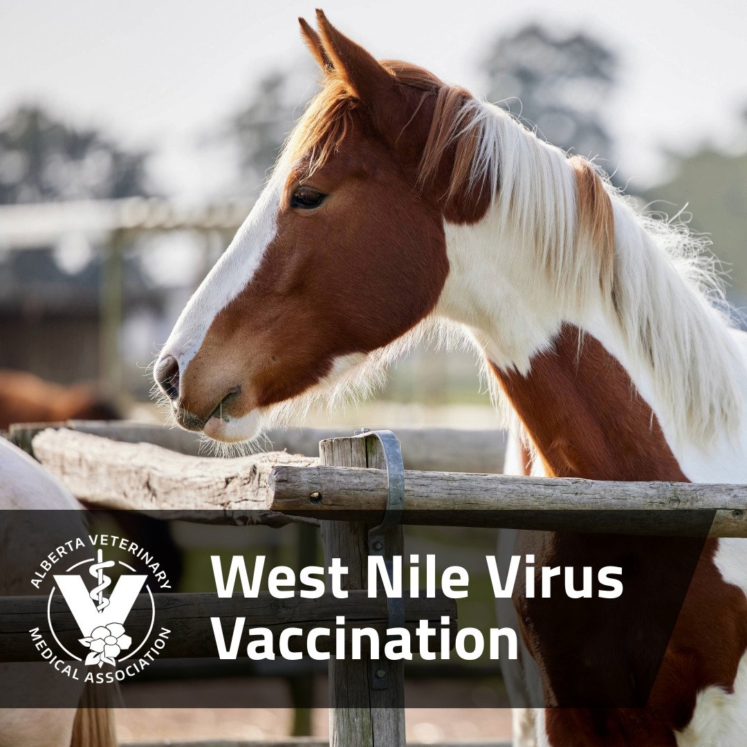While diagnosed cases of west nile virus (WNV) are still rare, infection from the virus poses a serious risk to horses and humans. Read the article below to learn about WNV and the symptoms in horses. Talk to your veterinarian to learn more about how you can keep your horses safe