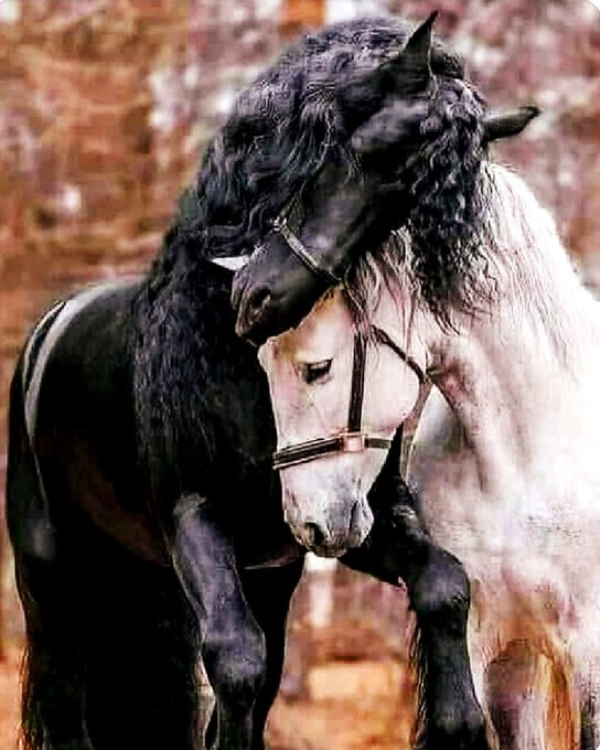 tanosiisupi_bot's tweet image. Separation longs and tries to be healed, for integration is the essence.

分離は、癒されようとします。
統合が本質だから。
#integration #統合 #separation #分離
RP @ZuzanaSuzy111