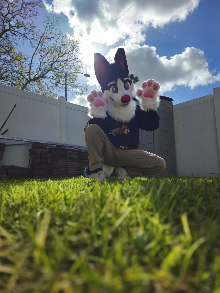 frijo_mijo's tweet photo. FRIJO IS HERE AND HES BETTER THAN EVER happy #FursuitFriday everyone 🐶🐾🖤🤍
📸: @MarzLotl https://t.co/IJZlseRlsz