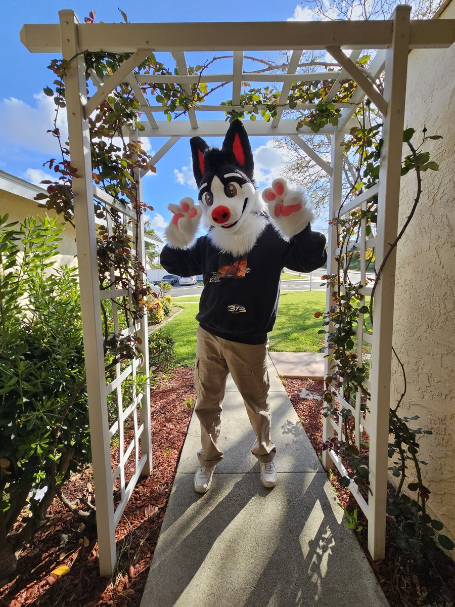 frijo_mijo's tweet photo. FRIJO IS HERE AND HES BETTER THAN EVER happy #FursuitFriday everyone 🐶🐾🖤🤍
📸: @MarzLotl https://t.co/IJZlseRlsz