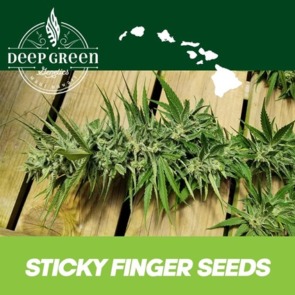 MjBizWire's tweet photo. Sticky Finger Seeds &amp; Ziplock Seeds to Be Featured by Skunk Magazine and Humboldt Seed Co. at Spannabis 2025 in Barcelona!

https://t.co/mF69S9PYeQ https://t.co/V2Mb9hvsoz