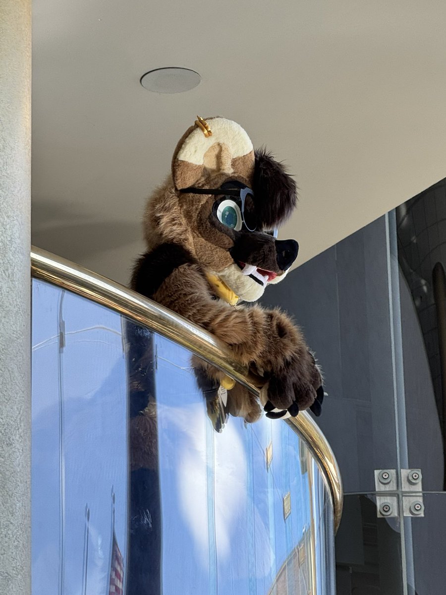 WhitePaw80's tweet photo. Tag them if ya know them!
#Furmore #Furthemore2025 https://t.co/pUMnR7mKM0