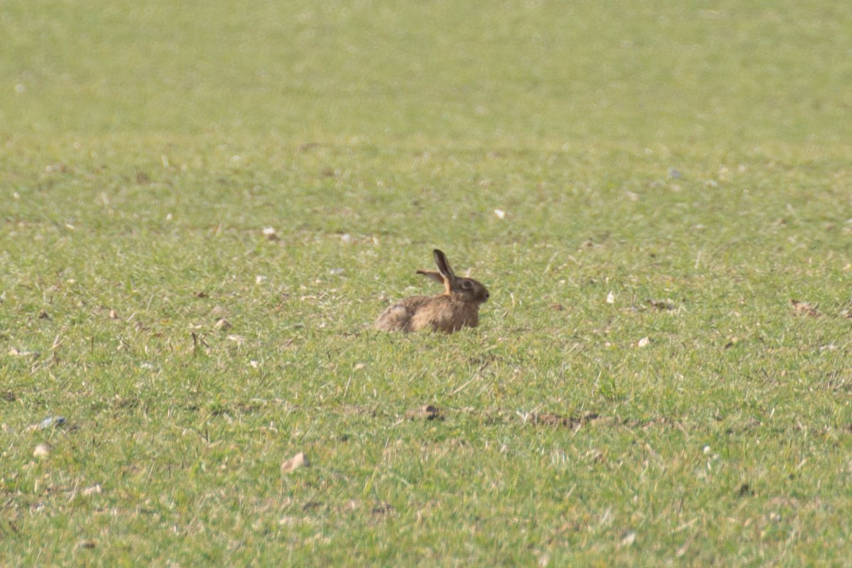 CLGrasby's tweet photo. March in Norfolk! 🐇 Not the easiest subject to photograph, most pictures I have of hares are blurred shots of tails as they run away 🤣 still, quite pleased with these…

#photography #nikonphotography #norfolk #hares #madasamarchhare #marchhare #northnorfolk #wildlife #spring https://t.co/CjaABfQkpN