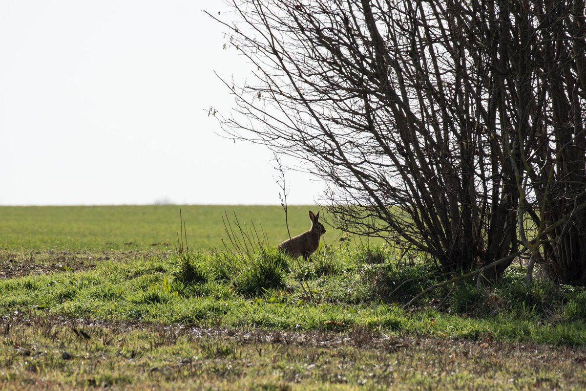 CLGrasby's tweet photo. March in Norfolk! 🐇 Not the easiest subject to photograph, most pictures I have of hares are blurred shots of tails as they run away 🤣 still, quite pleased with these…

#photography #nikonphotography #norfolk #hares #madasamarchhare #marchhare #northnorfolk #wildlife #spring https://t.co/CjaABfQkpN