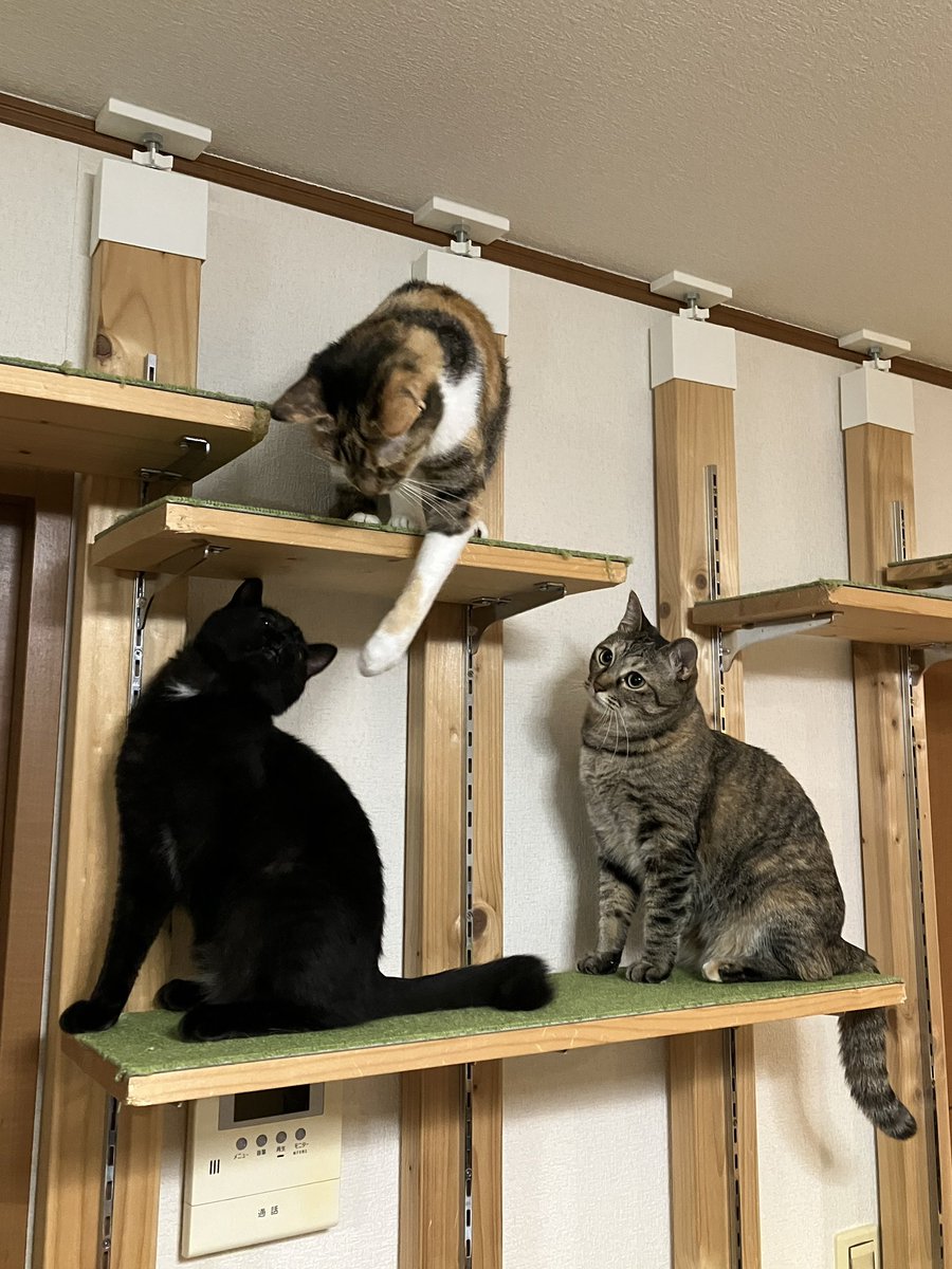 4catsADV's tweet photo. #猫
#うに
#いくら #わかめ https://t.co/6XoS9RW9Wi