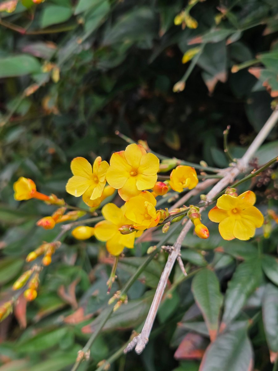 goldrose9090's tweet photo. "Harbinger of Spring: Differences Between Winter Jasmine and Forsythia"
#WinterJasmine #Forsythia #SpringFlowers #HarbingerOfSpring #YellowBlooms #FlowerIdentification #GardenLovers #EarlySpring #HopefulBlooms #NatureBeauty
check more⤵️
https://t.co/ZfYAp07T9p https://t.co/MMFa6NNyH2