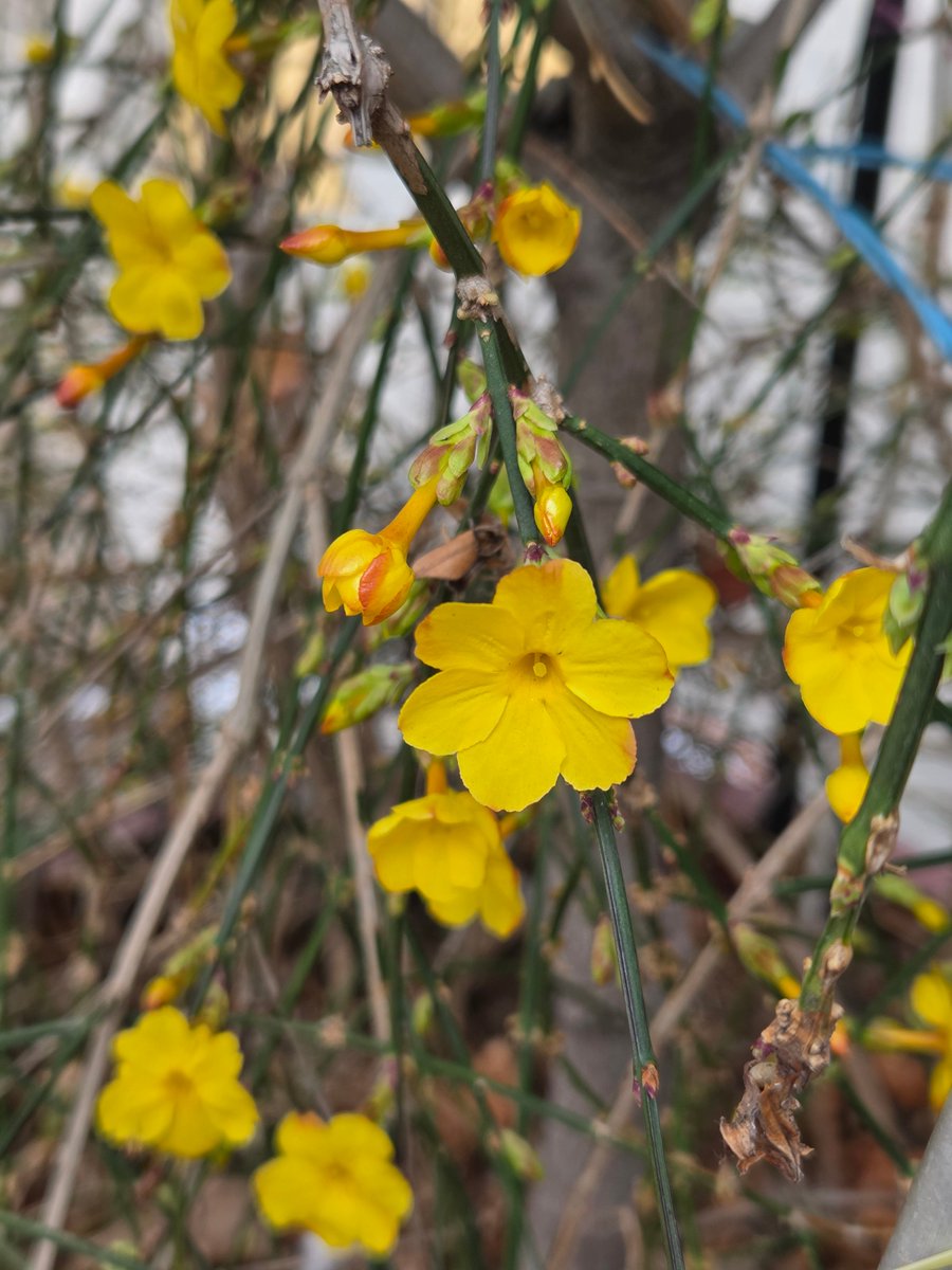 goldrose9090's tweet photo. "Harbinger of Spring: Differences Between Winter Jasmine and Forsythia"
#WinterJasmine #Forsythia #SpringFlowers #HarbingerOfSpring #YellowBlooms #FlowerIdentification #GardenLovers #EarlySpring #HopefulBlooms #NatureBeauty
check more⤵️
https://t.co/ZfYAp07T9p https://t.co/LZ0NamrRj0