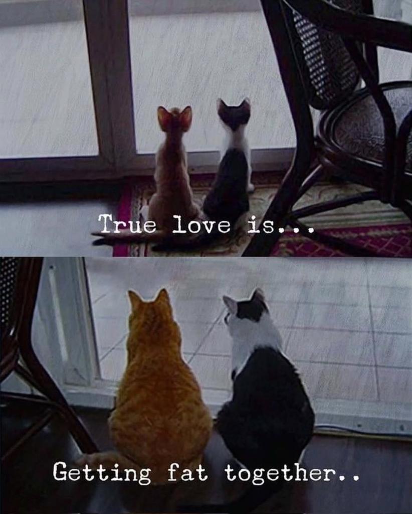 Catsillyness's tweet photo. True love https://t.co/QFHdyoiCb6