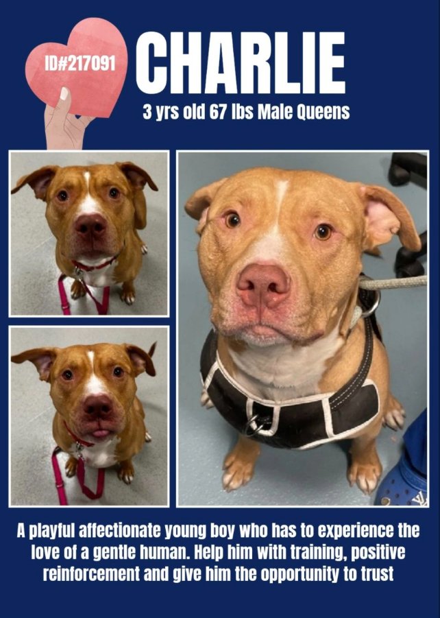 CharBolen's tweet photo. CHARLIE. #217091   3yr old Boy 💗. #NYCACC
#SaveThisBoy💗 Beautiful precious sweetheart💗
So affectionate and playful💗 78 long lonely days 
caged up in this shelter!! Being forgotten he needs 
a loving forever home!!
#Adopt💗
#Foster
#Pledge4Rescue 
LOOKING FOR A LOVING HOME💗💗 https://t.co/t9bCbl1xP6