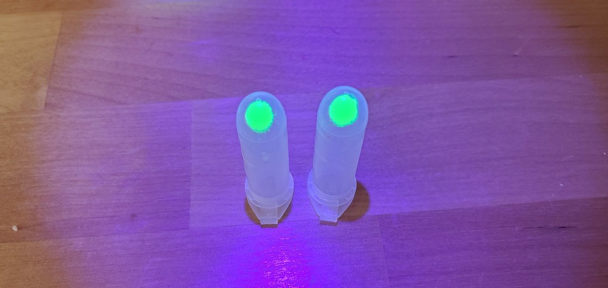 Sebastian S. Cocioba🪄🌷 (@atinygreencell) on Twitter photo Big shoutouts to <a href="/Colemanomonas/">Nick Coleman</a> for bringing this delightful protein into existence. FuGFP is the bestest. I've literally put this in everything I interface with. Pictures don't do it justice, tbh. Big shoutouts to <a href="/Colemanomonas/">Nick Coleman</a> for bringing this delightful protein into existence. FuGFP is the bestest. I've literally put this in everything I interface with. Pictures don't do it justice, tbh.