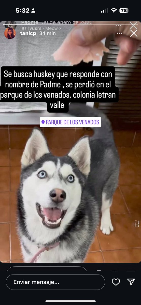 Jasesg's tweet photo. @En_laDelValle 
Se busca Huskey que responde a nombre de Padme, hace 1 hra se perdió en el parque de los venados https://t.co/G5mABS7Blw