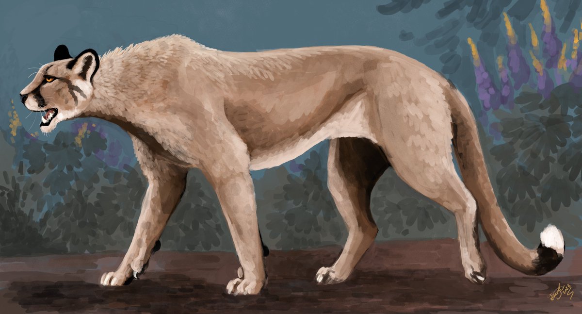 HodariNundu's tweet photo. Spots or not? Today's pumas have spots when they are cubs, and usually lose them in adulthood. Jaguarundi don´t have spots at all. What about Miracinonyx? Alas, it is one of many things we do not know about this extinct cat. What do YOU think? :B https://t.co/GlRuJwB2YQ