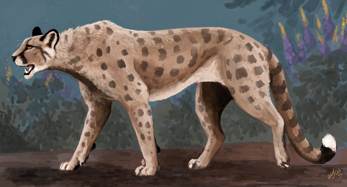 HodariNundu's tweet photo. Spots or not? Today's pumas have spots when they are cubs, and usually lose them in adulthood. Jaguarundi don´t have spots at all. What about Miracinonyx? Alas, it is one of many things we do not know about this extinct cat. What do YOU think? :B https://t.co/GlRuJwB2YQ