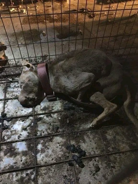 NikolayOCDC's tweet photo. Esta perrita indefensa fue madre y abuela de cientos de cachorros . Vivía para ser explotada y murió de hambre abrazado su plato de comida vacía. Cuando compras un #Perro tu pagas por esto ...
#NoCompresPerros #Adopta https://t.co/aNVbFEFVo5