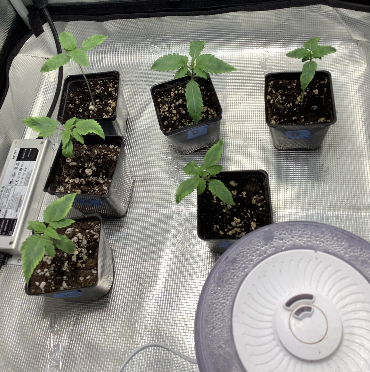 Have a wonderful weekend! Duality and Kandahar Black 2 from Old Soul Cultivators <a href="/PStarseed420/">Old Soul Cultivators (Kepoteh)</a> thanks brother!#cannaland #CannabisCommunity #cannabisculture