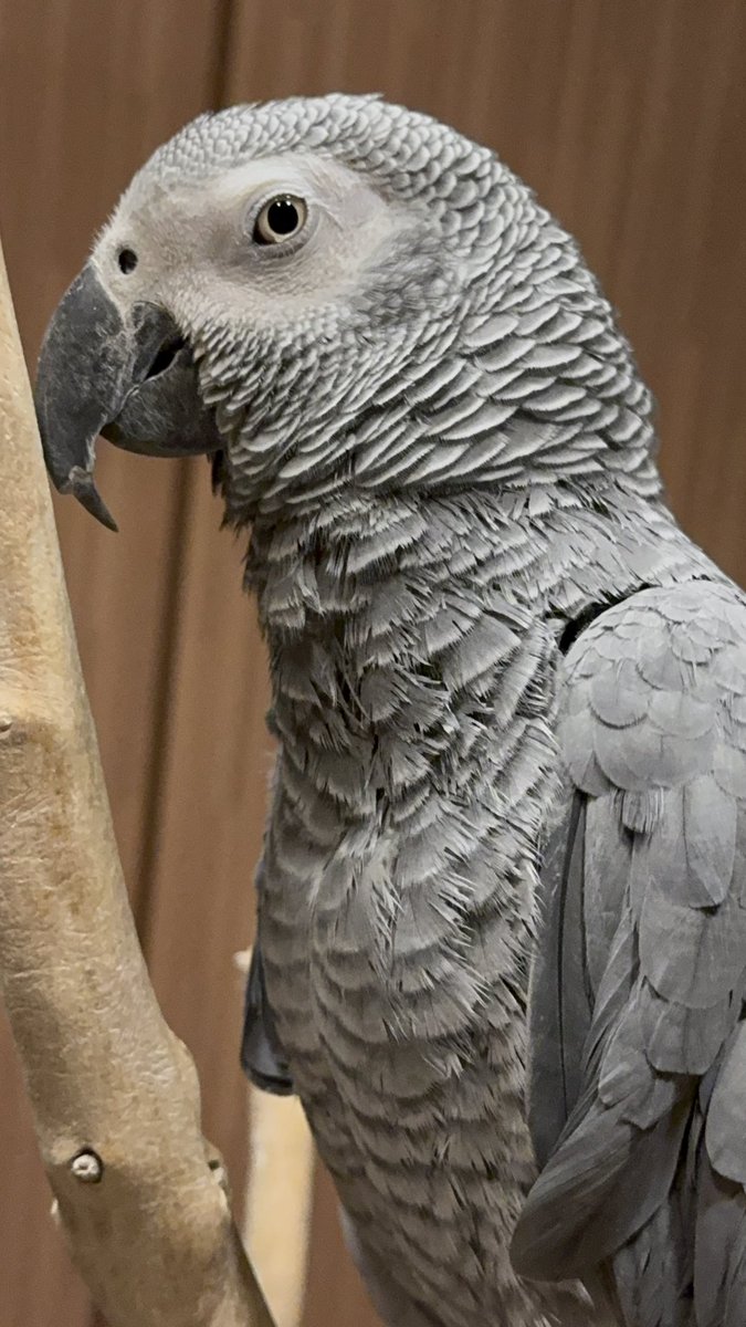 【おしゃべりインコ】飼い主を待ち侘びるインコ！ #africangrayparrot #parrot #birds #おしゃべりインコ #インコ... youtube.com/shorts/EKwXJEr… <a href="/YouTube/">YouTube</a>より
YouTubeアップしました。
観て貰えたら嬉しいです🐦💕
宜しくお願いします🐦