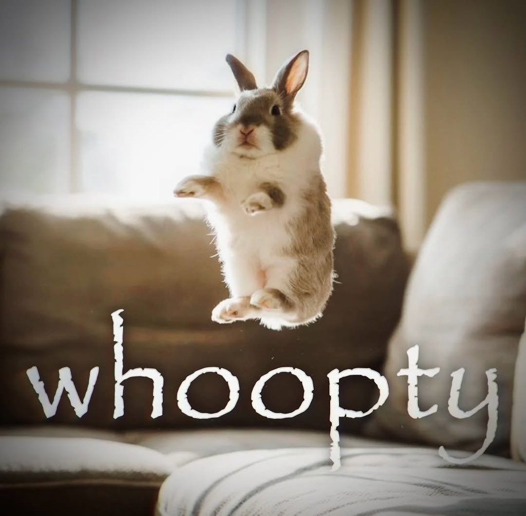 Bunnies (@bunnies) on Twitter photo 