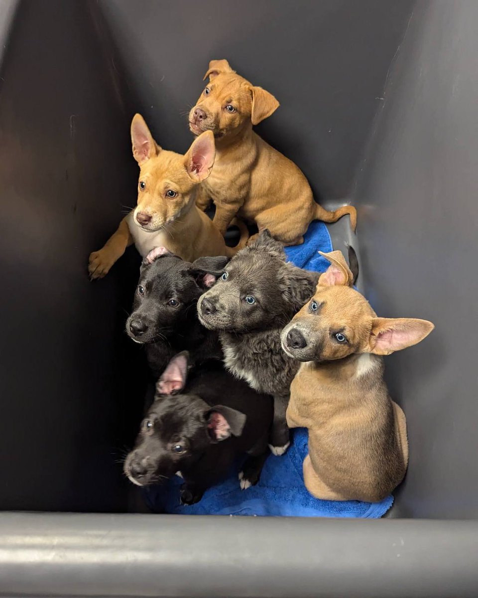 Cien1218's tweet photo. Every dog deserves a loving home. 🐾 Shelters provide a safe haven for abandoned and neglected pups, offering them a chance for a brighter future. Adopt, don't shop, and help give a dog the life they deserve. 🐶💖 #AdoptDontShop #RescueDog #FureverHome #ShelterDogs #DogRescue https://t.co/fxYKZA8cqZ