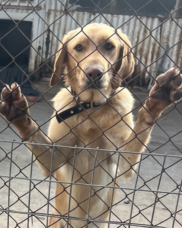 Cien1218's tweet photo. Every dog deserves a loving home. 🐾 Shelters provide a safe haven for abandoned and neglected pups, offering them a chance for a brighter future. Adopt, don't shop, and help give a dog the life they deserve. 🐶💖 #AdoptDontShop #RescueDog #FureverHome #ShelterDogs #DogRescue https://t.co/fxYKZA8cqZ