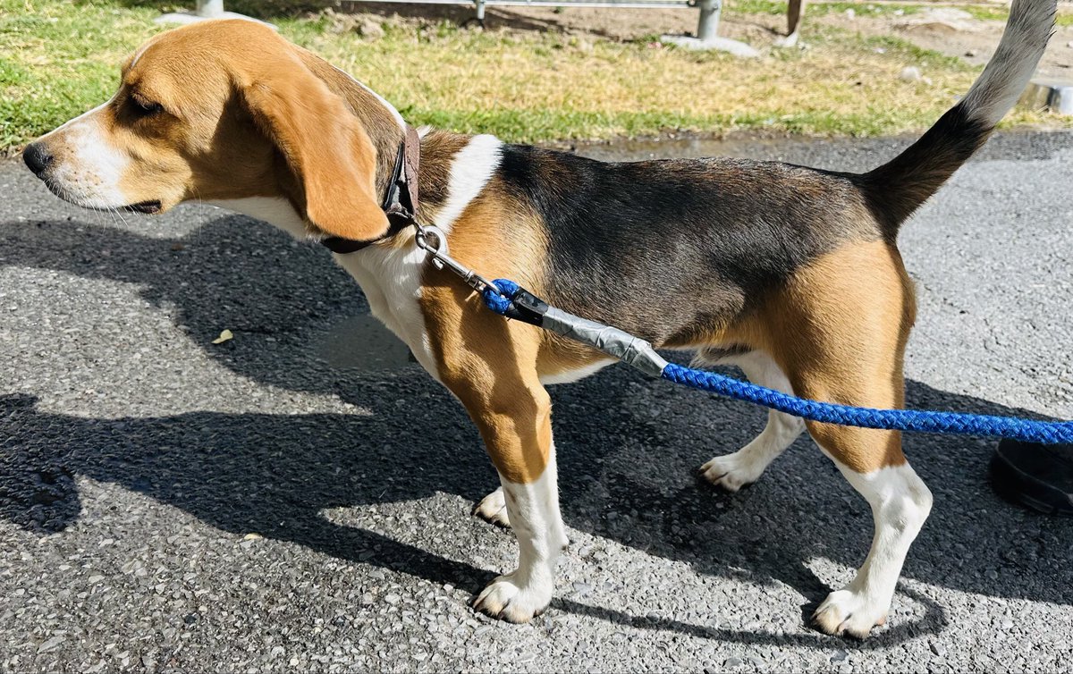 Rescue said yes &amp;we agreed to transport both of them.Theyre almost 6hrs away so I cant go but they’ll be here tomorrow. 💫💫💓💓 I went today with M to get them crates for the transport. I even sent my calming treats 💞Cannot wait for these boys to have the chance I had yrs ago.