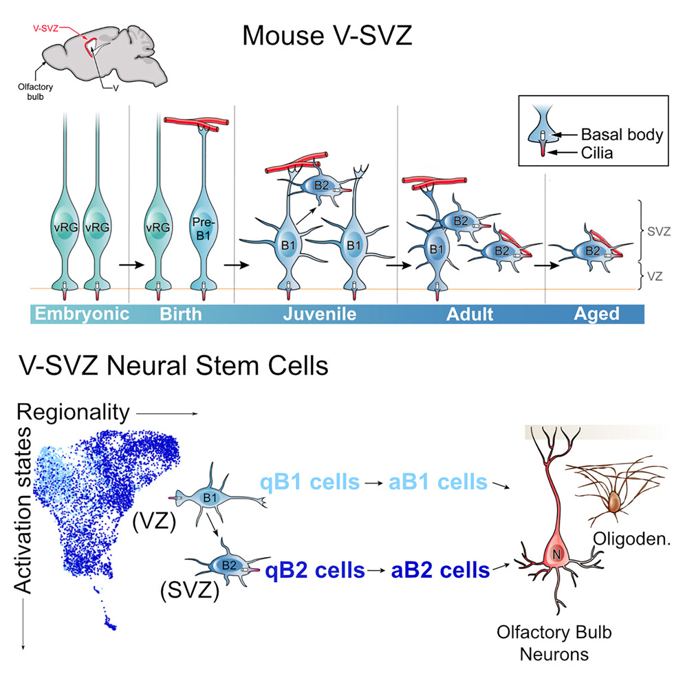 UCSF Neurosurgery (@neurosurgucsf) on Twitter photo In <a href="/CellReports/">Cell Reports</a>, <a href="/ArantxaCebrian/">Arantxa Cebrian-Silla</a>, Arturo Alvarez-Buylla, PhD, and their colleagues show that B2 cells are an important population of secondary neural stem cells that sustain neurogenesis in adult mice: doi.org/10.1016/j.celr…
<a href="/UCSFstemcell/">UCSF Broad Stem Cell</a> In <a href="/CellReports/">Cell Reports</a>, <a href="/ArantxaCebrian/">Arantxa Cebrian-Silla</a>, Arturo Alvarez-Buylla, PhD, and their colleagues show that B2 cells are an important population of secondary neural stem cells that sustain neurogenesis in adult mice: doi.org/10.1016/j.celr…
<a href="/UCSFstemcell/">UCSF Broad Stem Cell</a>