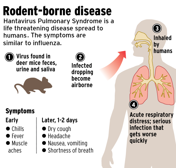 DaniBeckman's tweet photo. The @CDCgov fails to mention here that Hantavirus is also #AIRBORNE. When cleaning areas potentially affected by rodents, use a respirator!  

So curious how the CDC always refuses to mention the same words: respirator, mask, airborne... 🤔🤨 https://t.co/J92uMKWXOb