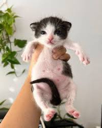 Hum_Blippo's tweet image. pputin mi dowwn plis