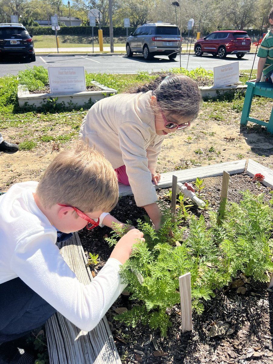 First graders are enjoying their time in the garden!