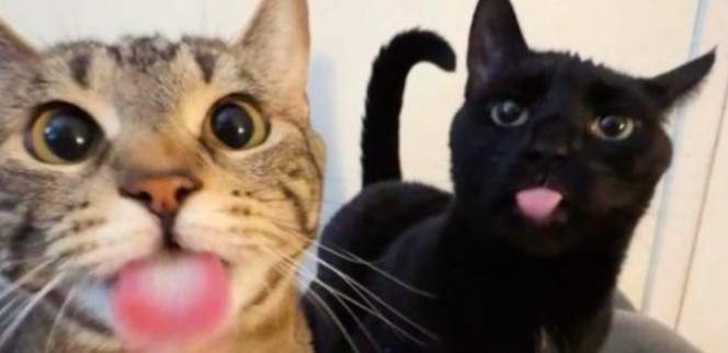 2-0 shrimp gaming to qual for swiss stage :p