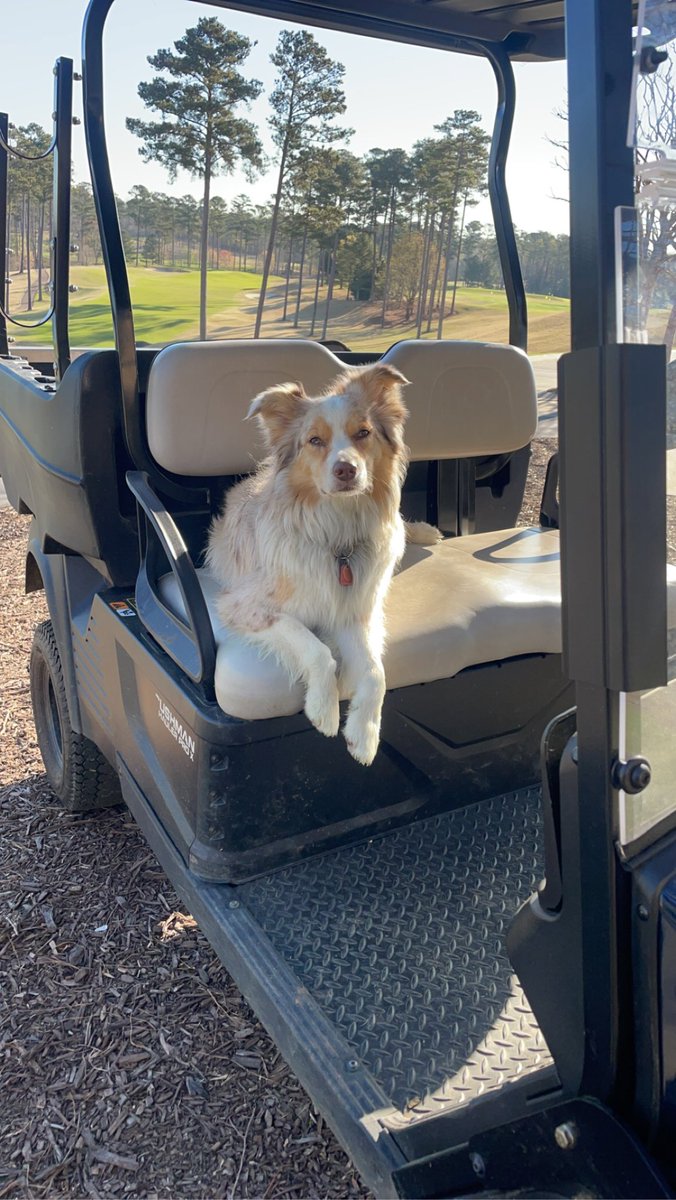 aporby's tweet photo. @PSAAgrounds @DogsOfTurf Hard to go wrong with an Aussie! A lot of energy, really smart and easy to train. https://t.co/spd57Q1SlN