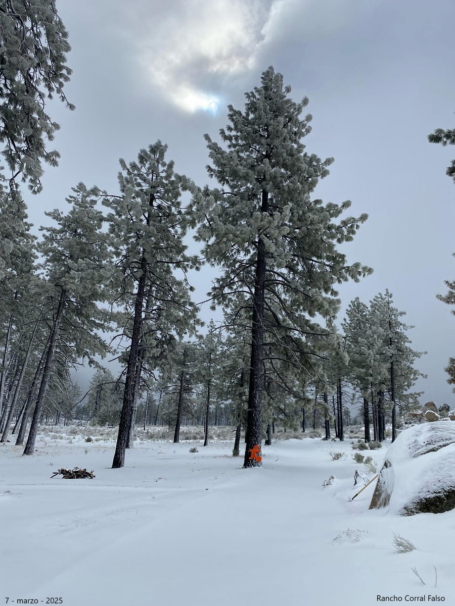 metmex's tweet photo. ❄️ ¡Hoy nuevamente se registró #nieve en Baja California!
📍La Rumorosa, Sierra de Juárez (Laguna Hanson) y San Pedro Mártir se pintan de blanco.
El Parque Nacional Sierra de San Pedro Mártir reporta -5.4°C sensación térmica -13°C. Por seguridad, el acceso está cerrado. #metmex https://t.co/7239jaZqqo