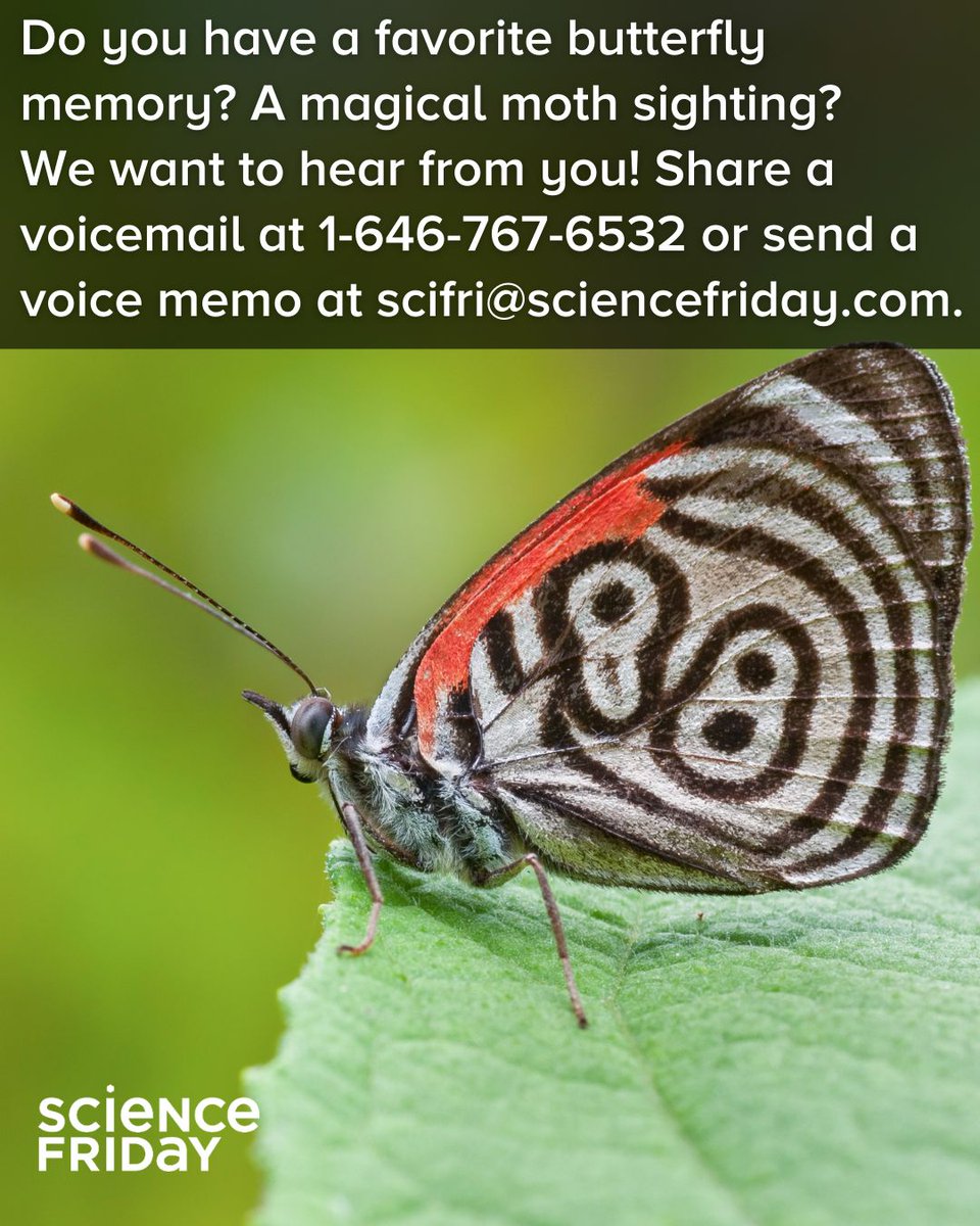Science Friday (@scifri) on Twitter photo Butterfly populations are rapidly declining, so we want to pin down your most beautiful butterfly memories.
Share a voicemail at 1-646-767-6532 or send a voice memo at scifri@sciencefriday.com. You can also send us your photos of butterflies using this form: Butterfly populations are rapidly declining, so we want to pin down your most beautiful butterfly memories.
Share a voicemail at 1-646-767-6532 or send a voice memo at scifri@sciencefriday.com. You can also send us your photos of butterflies using this form: