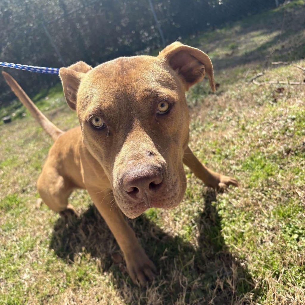 ๐ถAmber & Belle๐พ (@dubs4mutts) on Twitter photo <a href="/LacDonna/">Donna Lac</a> <a href="/LisaBrabson/">Lisa Brabson.</a> <a href="/MoishesMom/">Moishe's Mom</a> Iโm still a #puppy!
#AdoptMe ๐ถ Benji โฅ๏ธ #NC <a href="/LacDonna/">Donna Lac</a> <a href="/LisaBrabson/">Lisa Brabson.</a> <a href="/MoishesMom/">Moishe's Mom</a> Iโm still a #puppy!
#AdoptMe ๐ถ Benji โฅ๏ธ #NC