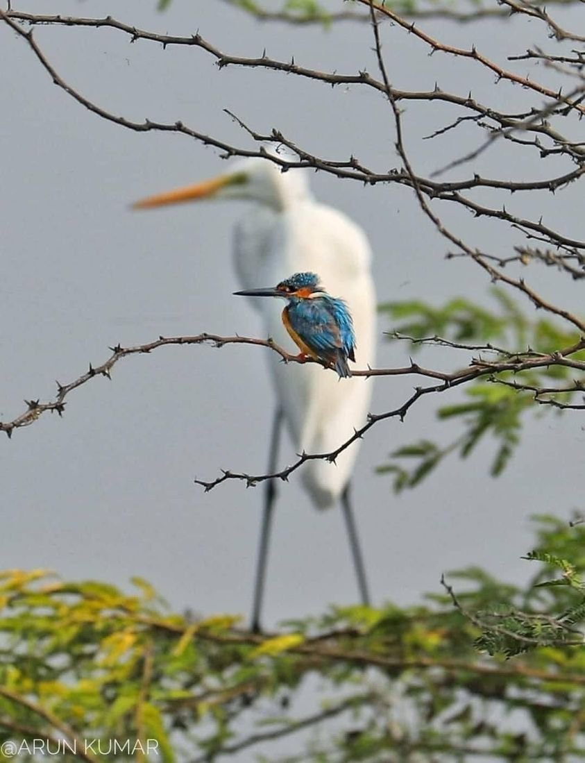 Common Kingfisher Alcedo atthis) and Great Egret (Ardea alba)

📷: Arun Kumar ©️🇮🇳