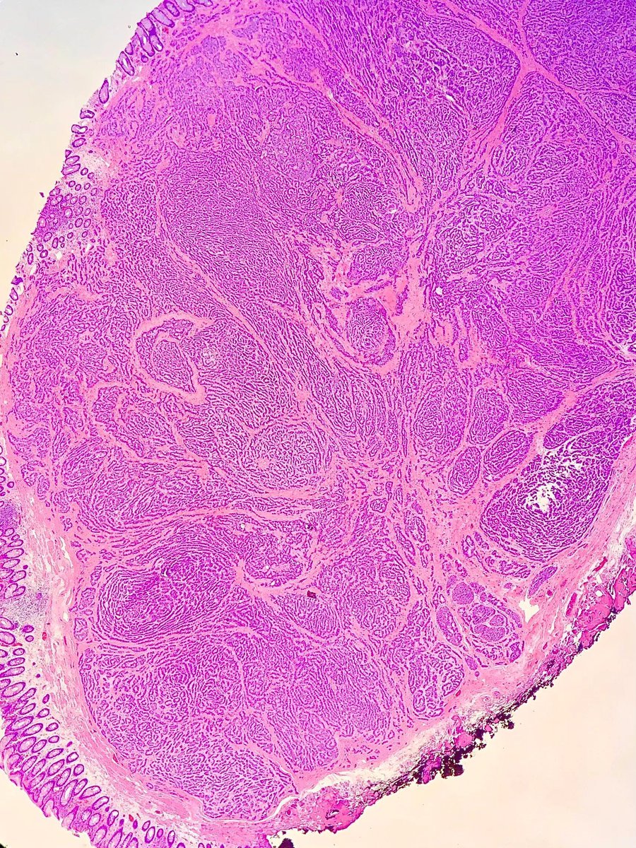 Gloria Sura, MD tweet media