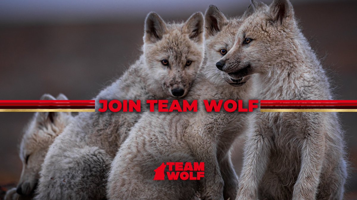 teamwolf_org's tweet image. We’re building a movement.
Team Wolf is a pack of advocates, scientists & conservationists fighting for the long-term protection of Gray Wolves by creating the largest pack of wolf advocates in the world. Kick-off calls start next week! Sign up now: TeamWolf.Org