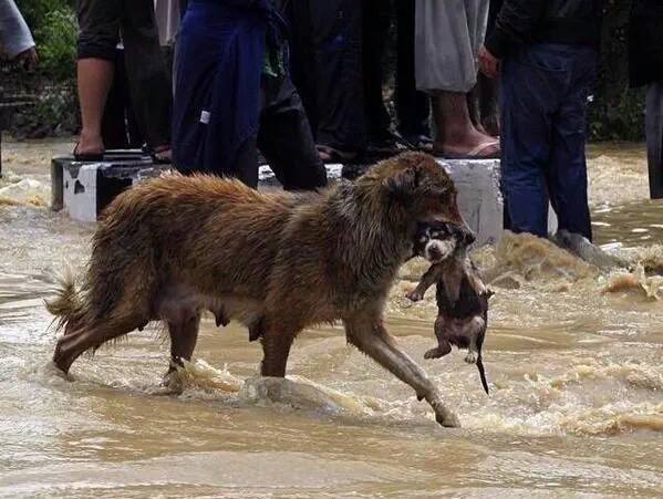 Liberación Animal tweet media