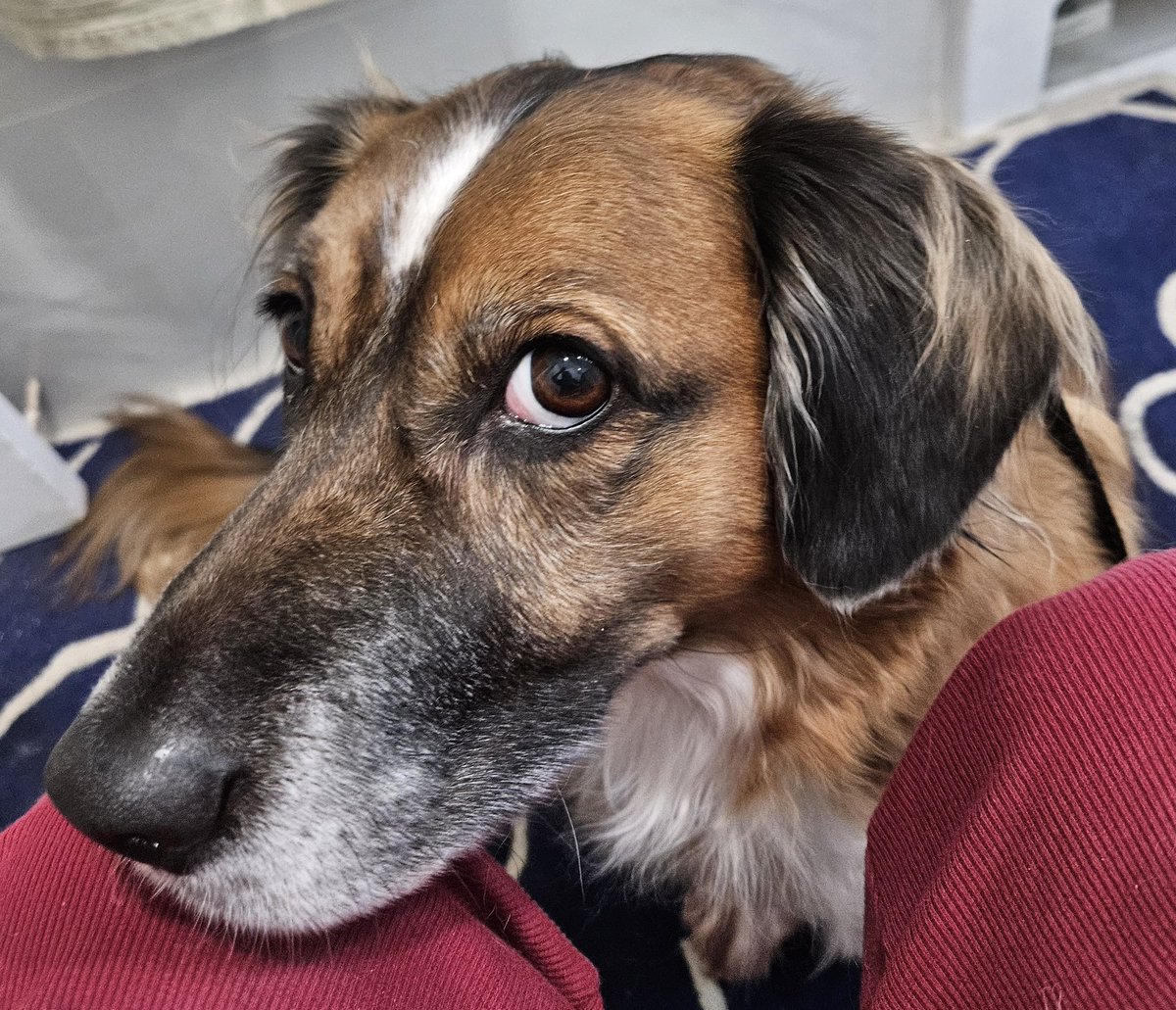 slanoue2016's tweet photo. She knows that if I sit down on the toilet, I'm a captive audience, so she plops down in front of me, so I can pet her... 🤣🤣🤣 #Brandy #dog🐶 #dogs #thatface #thatfacethough😍 #cutie #socute #adorable #doggo #doggy #gooddog #sillydog #mutt #supermutt #rescuedog #adoptdontshop #bassethound #dogsofnewyork #dogsofX #DogsofTwitter🐾💕
