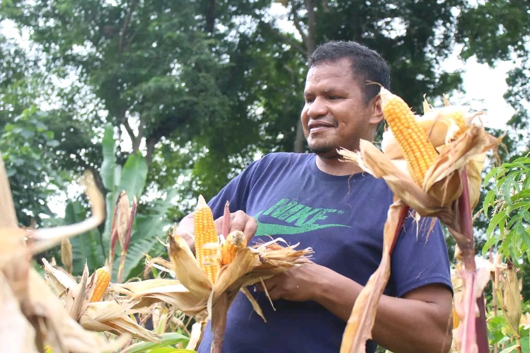 FFspdd's tweet image. Atividade de colheita de milo na área de demonstração nas terras de montanha permanente, em Dare.

Corn harvesting activity in the demonstration area on the permanent mountain lands, in Dare.