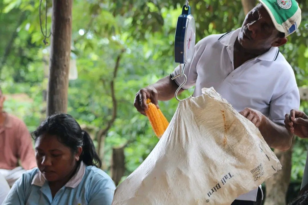 FFspdd's tweet image. Atividade de colheita de milo na área de demonstração nas terras de montanha permanente, em Dare.

Corn harvesting activity in the demonstration area on the permanent mountain lands, in Dare.