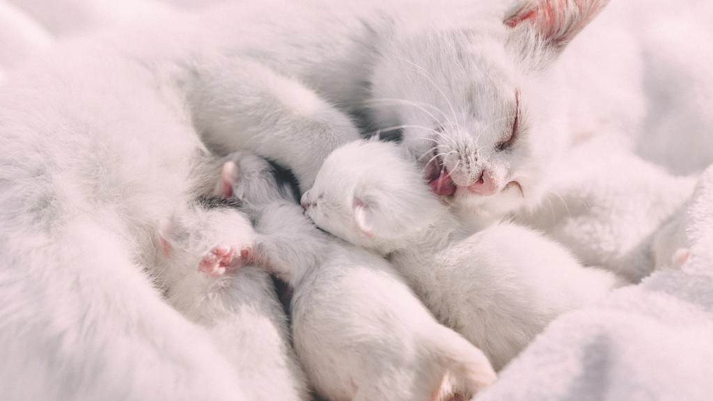 KittyNookCo's tweet photo. Improving Socialization for Adult Cats

Read more 👉 https://t.co/ohxi592kHO

#catsocialization #Cats #Furparent https://t.co/YsIOaL0zfw
