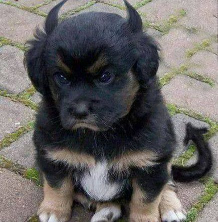 Dcburt2's tweet photo. Angels, Demon Dogs and Hell 
A new WhatIf? post. Angels, Demon Dogs and Hell. Are you worthy of an interview on a "Not so Evil" podcast?
Also, an interview with Sneaker, a Soul Retriever. 
https://t.co/ywPF68WjLX? https://t.co/s5gOpQgxmH