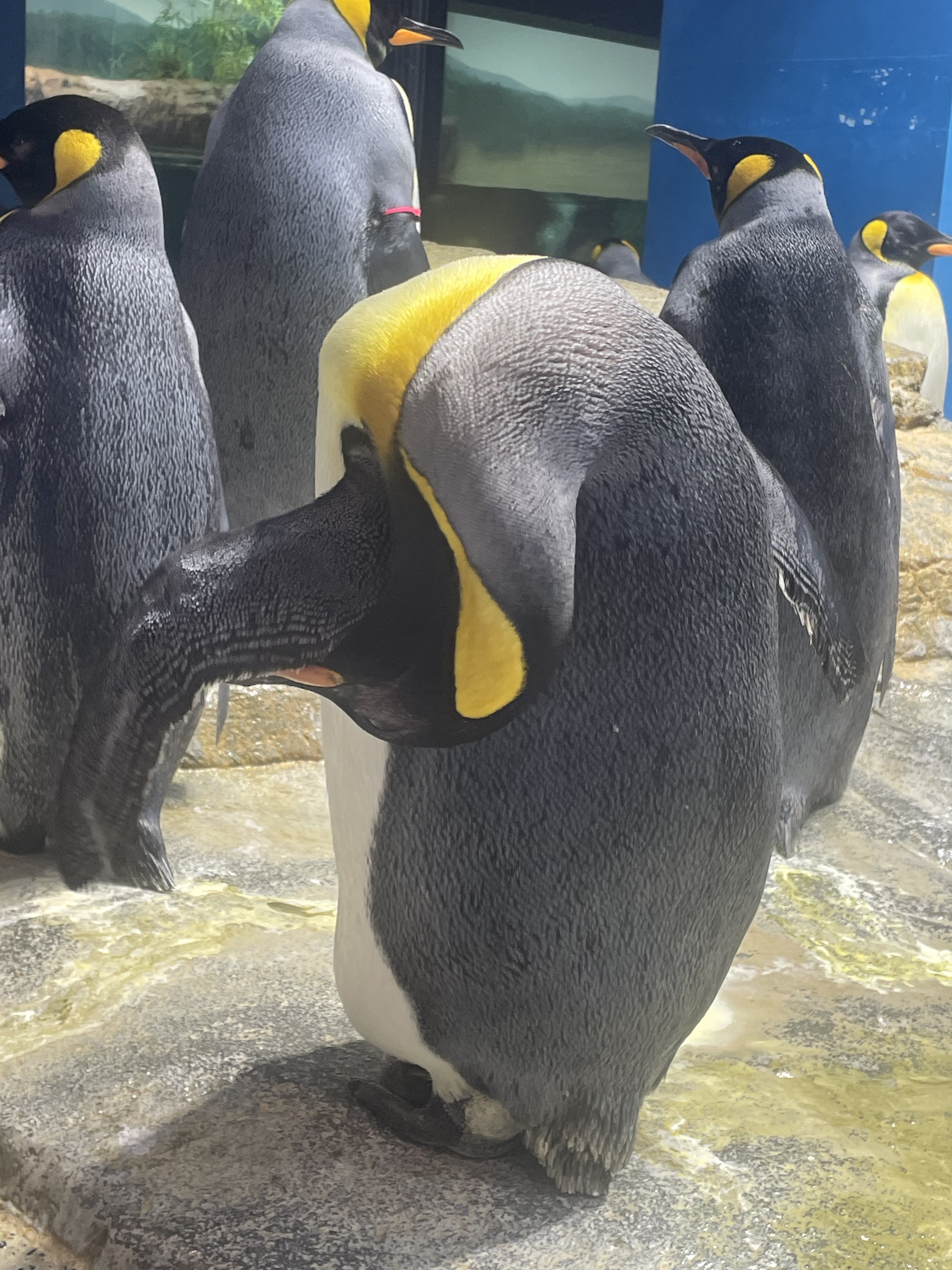 長崎ペンギン水族館【公式】 (@NagasakiPengin) / X