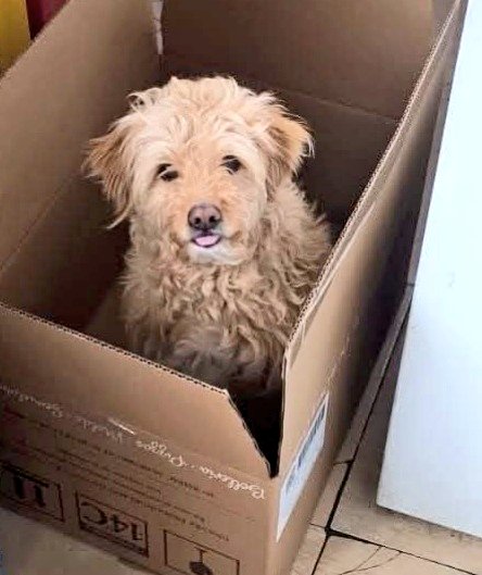 Gos trobat a #VilassardeMar. No porta ni corretja ni collar, si el coneixes &gt; 93 756 60 66 #xarxabarcelonatrobats #gràcies #maresme