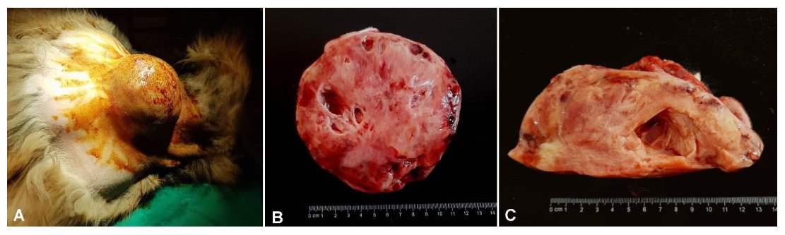 A rare case of undifferentiated embryonal rhabdomyosarcoma in a German Shepherd sheds light on canine muscle tumors. Histopathology &amp; immunohistochemistry reveal key diagnostic insights! 

slovetres.si/index.php/SVR/…

#VeterinaryOncology #CancerResearch #Pathology
