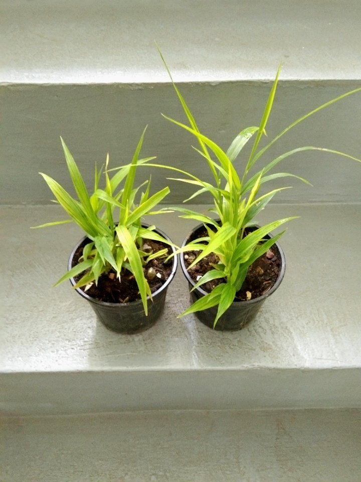 joshcalebgarden's tweet photo. To Cotabato City.
#redginger #edibleplants https://t.co/xfrA6UzN5d