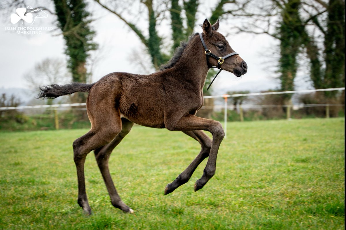 Marie's Diamond's first foal "Ace"

Pictured here at 4 days old.

Out of the Teofilo mare, Amhrasach, a sister to 2yo Group 1 winner Loch Garman.

Bred by Martina and Dermot Carroll.
