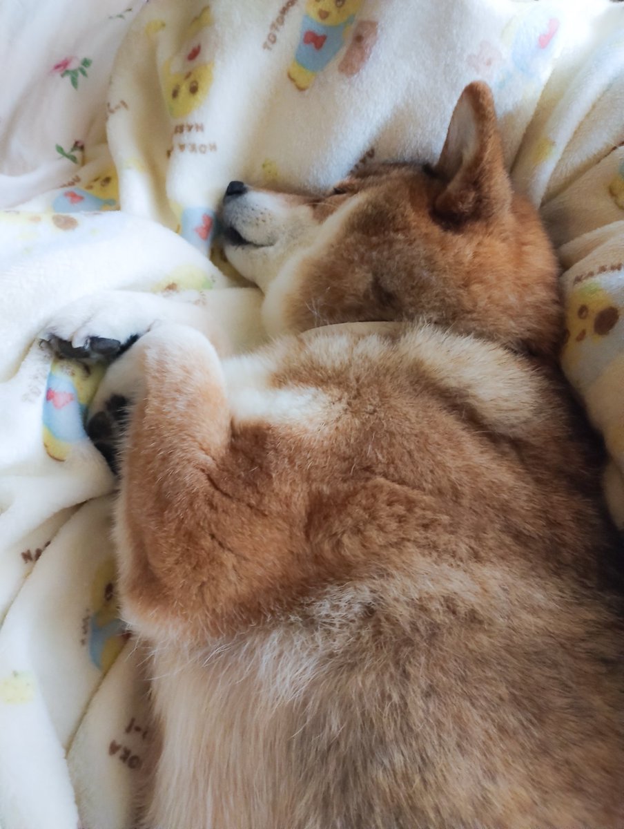 ぽてぽて 日本一のフライドポテト「zzz365」がSHIBUYA109に初出店！人気