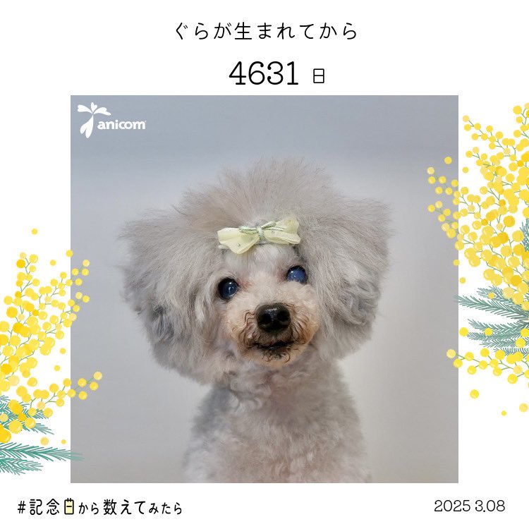 kimumipo's tweet photo. #記念日から数えてみたら  #トイプードル https://t.co/3fPyjj4sSD